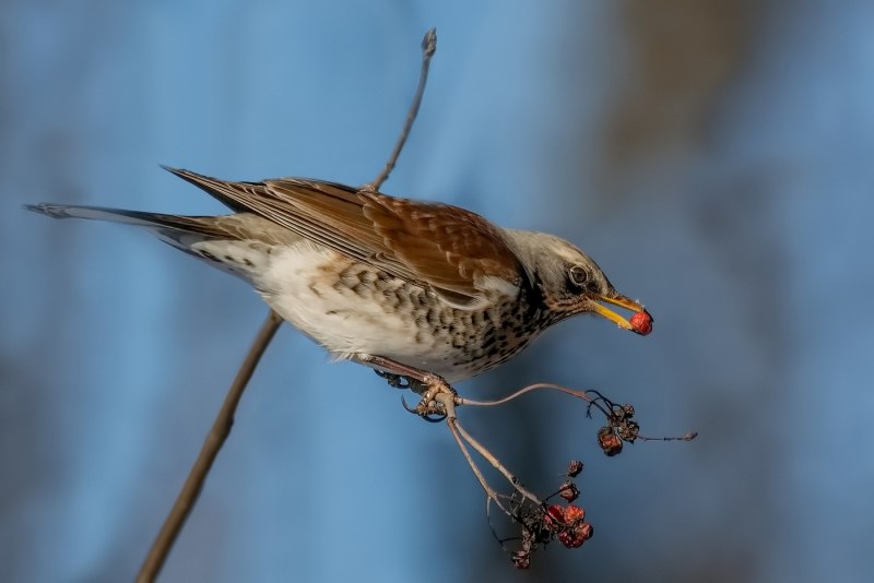 Дрозд рябинник Fieldfare turdus pilaris