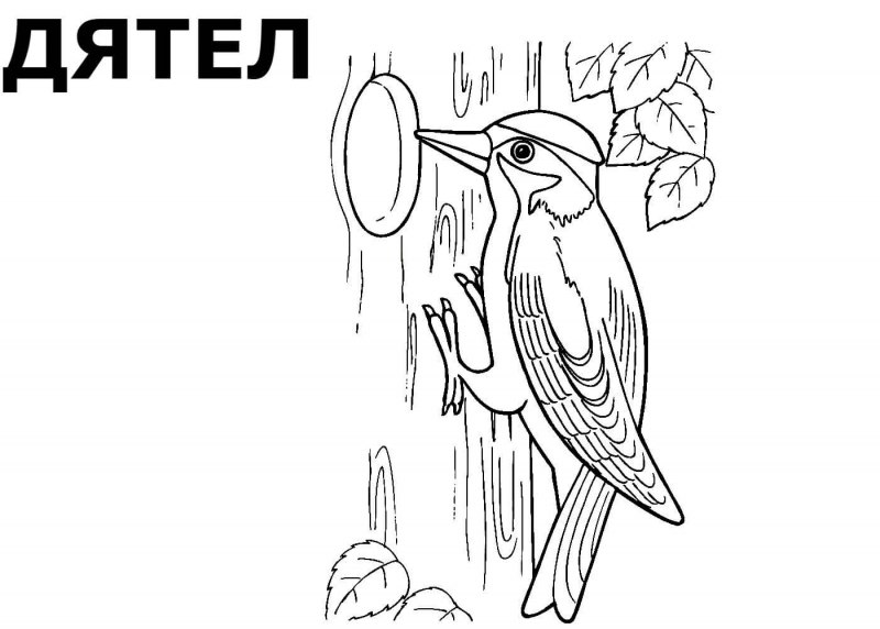 Птица дятел для детей