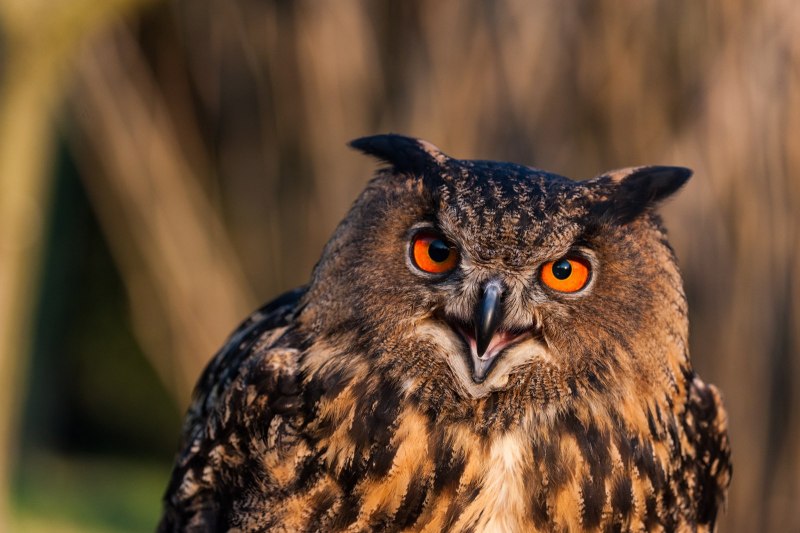 Филин Bubo Bubo