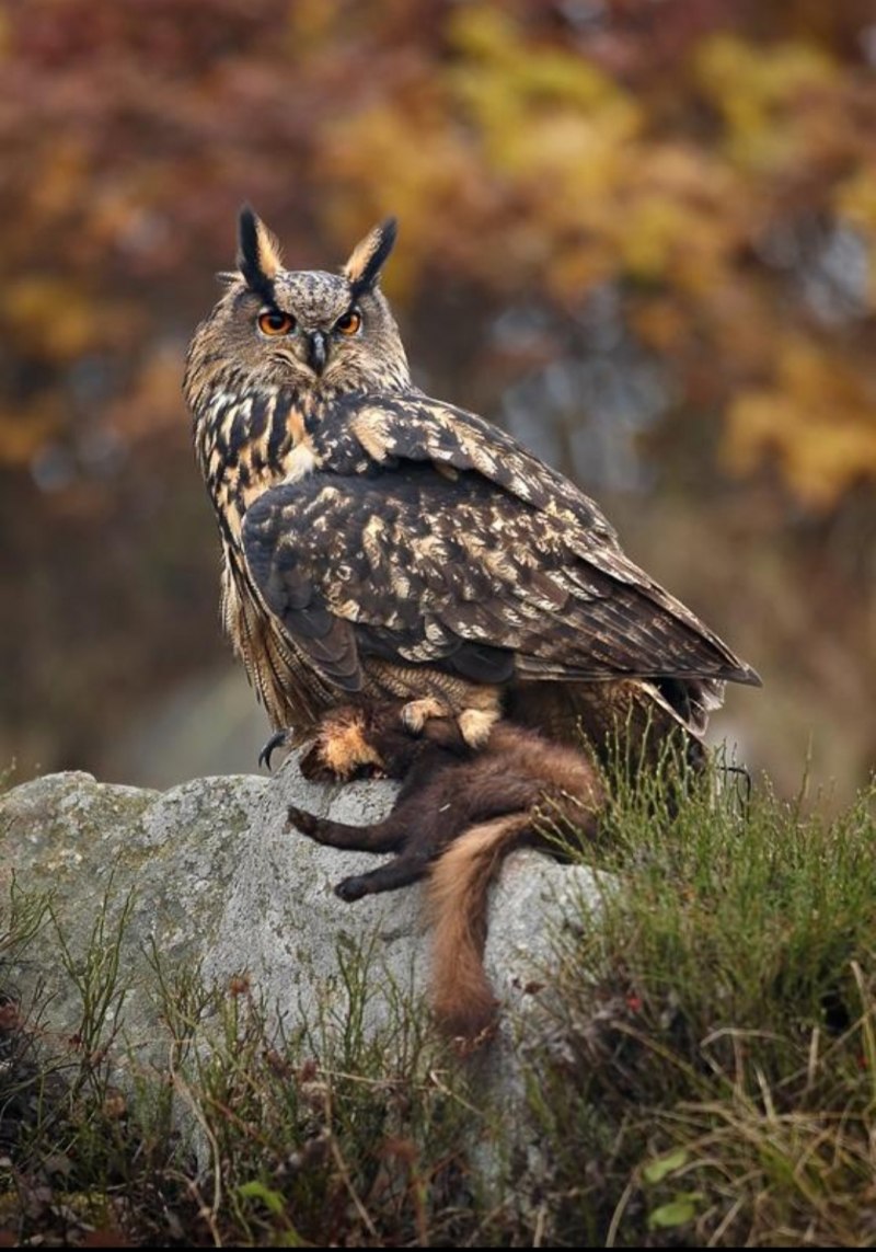 Виргинский Филин (Bubo virginianus)