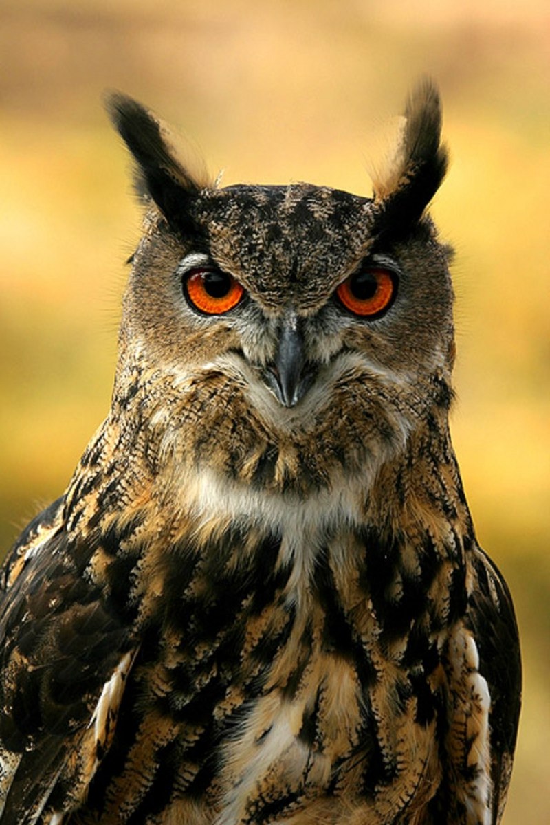 Европейский Филин (Bubo Bubo)