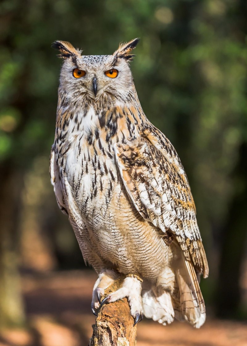 Европейский Филин (Bubo Bubo)