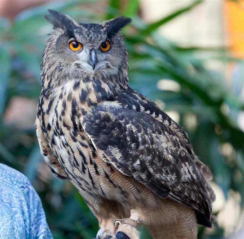 Филин обыкновенный (Bubo Bubo)
