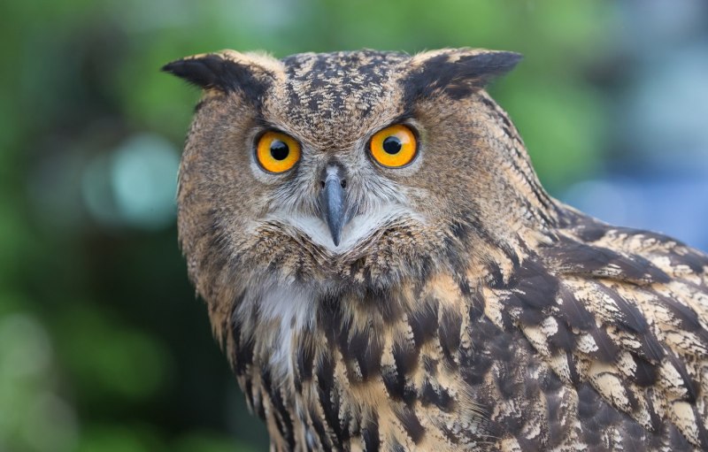 Bubo Bubo. Linnaeus