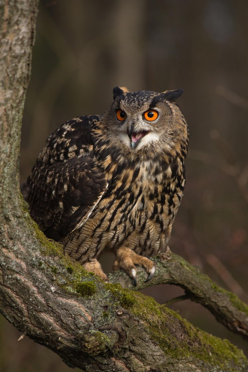 Филин обыкновенный (Bubo Bubo)