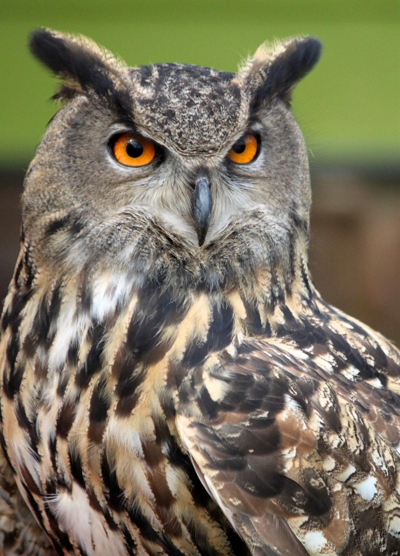Филин Bubo Bubo
