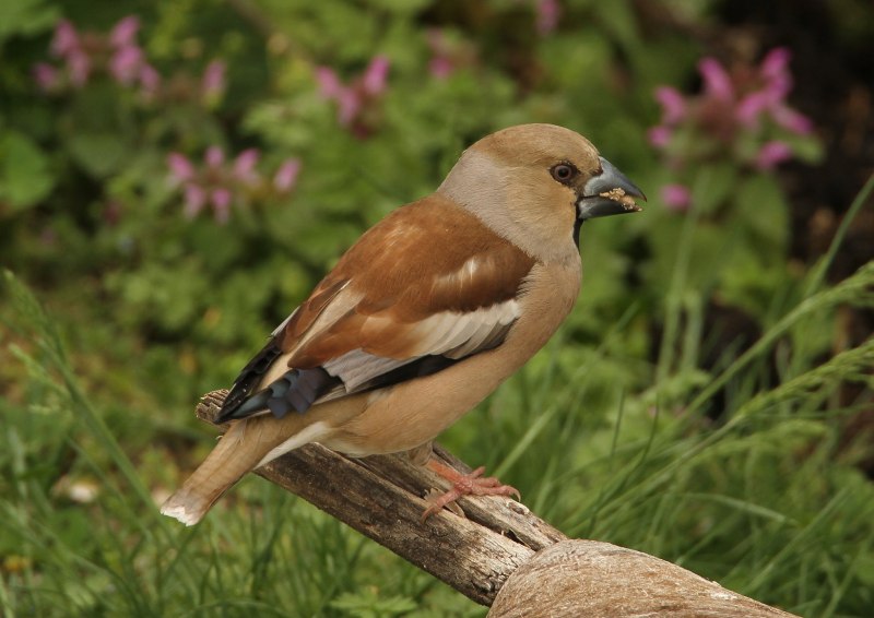 Eophona personata