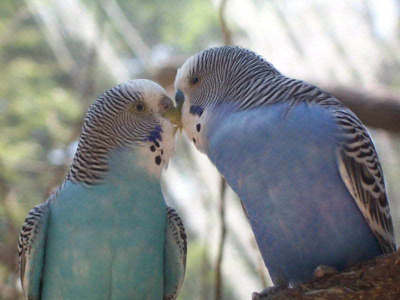 Budgerigar Австралия