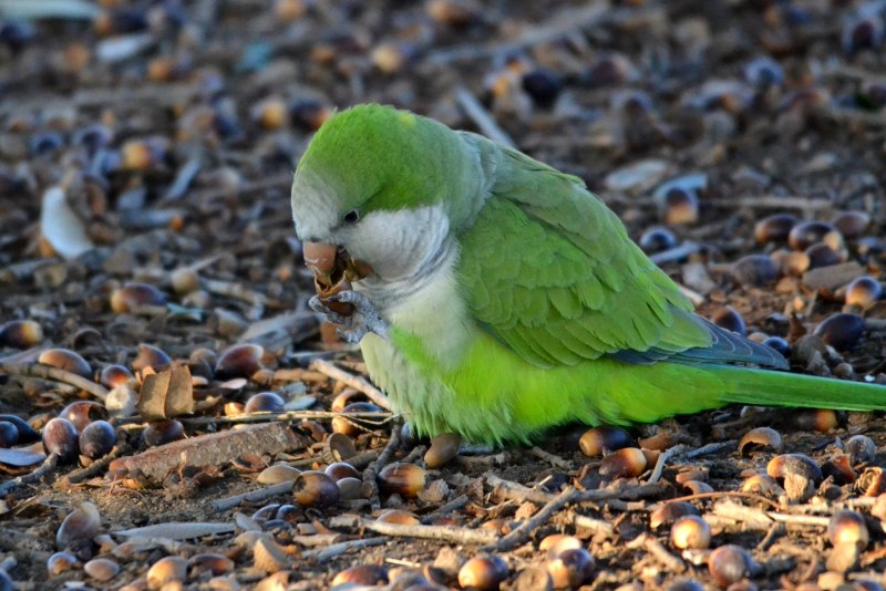 Попугайчики Pachycephala