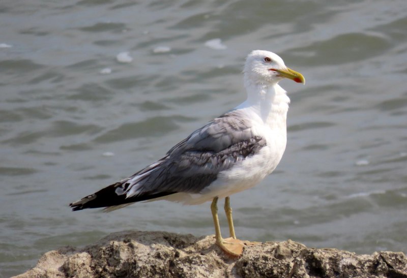 Larus cachinnans