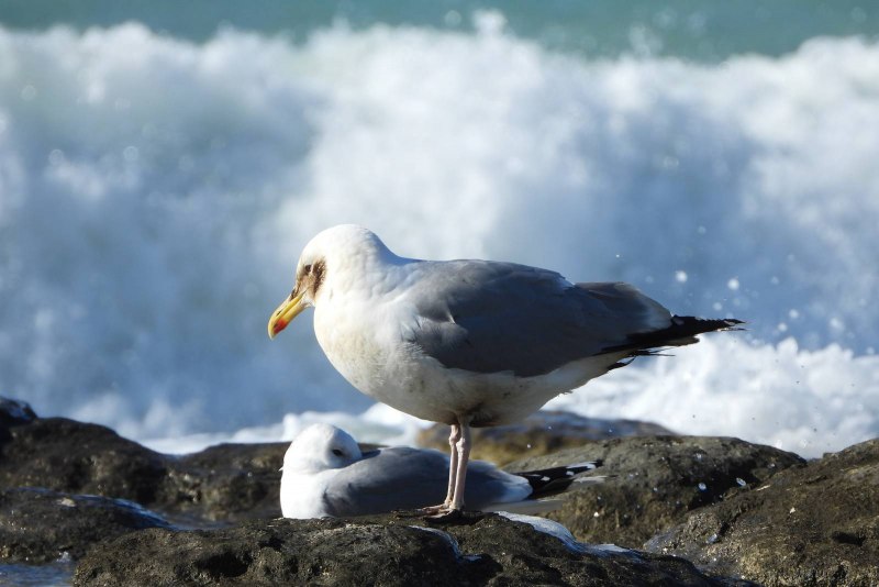 Larus cachinnans