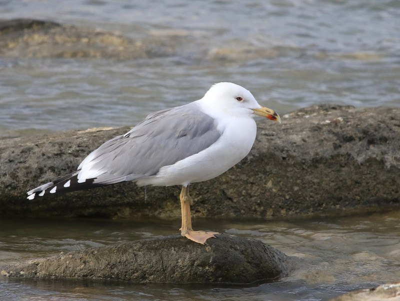 Larus cachinnans большая