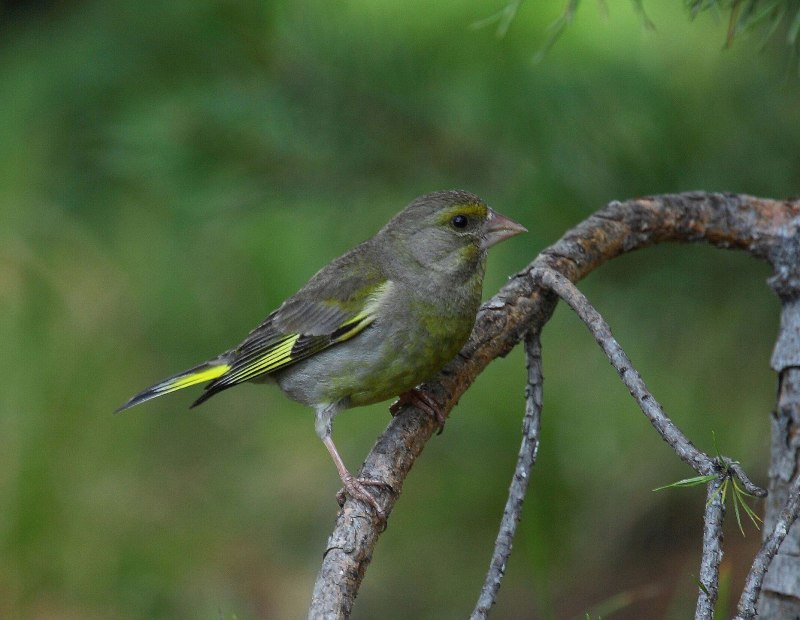Зеленушка (обыкновенная зеленушка) (Chloris Chloris (Carduelis Chloris))