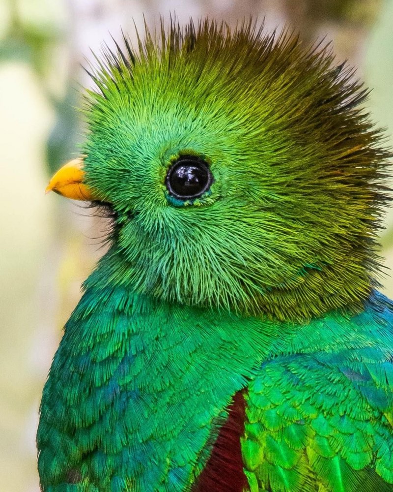 Колибри trochilidae