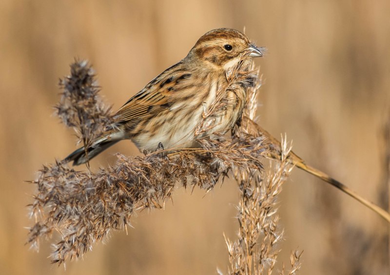 Овсянка, Камышовая, тростниковая (Emberiza schoeniclus)