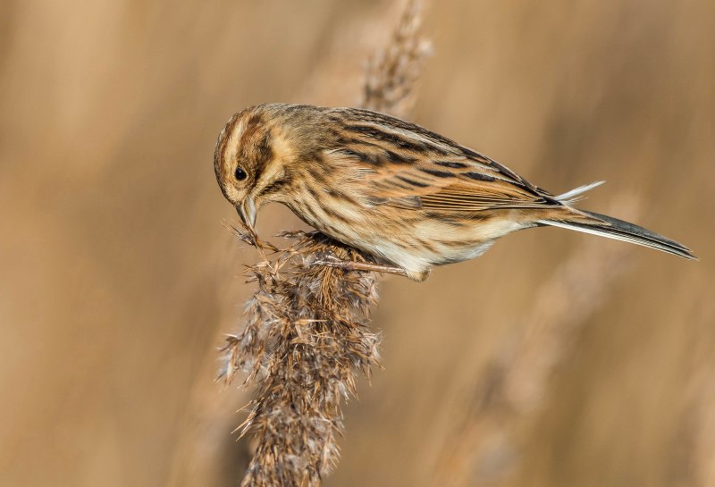 Овсянка, Камышовая, тростниковая (Emberiza schoeniclus)