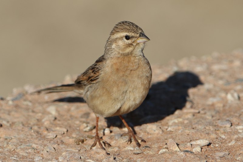 Овсянка Камышовая, или тростниковая – Emberiza schoeniclus (l., 1758)
