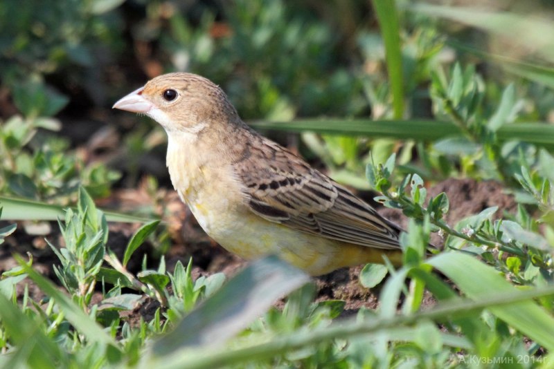 Emberiza spodocephala