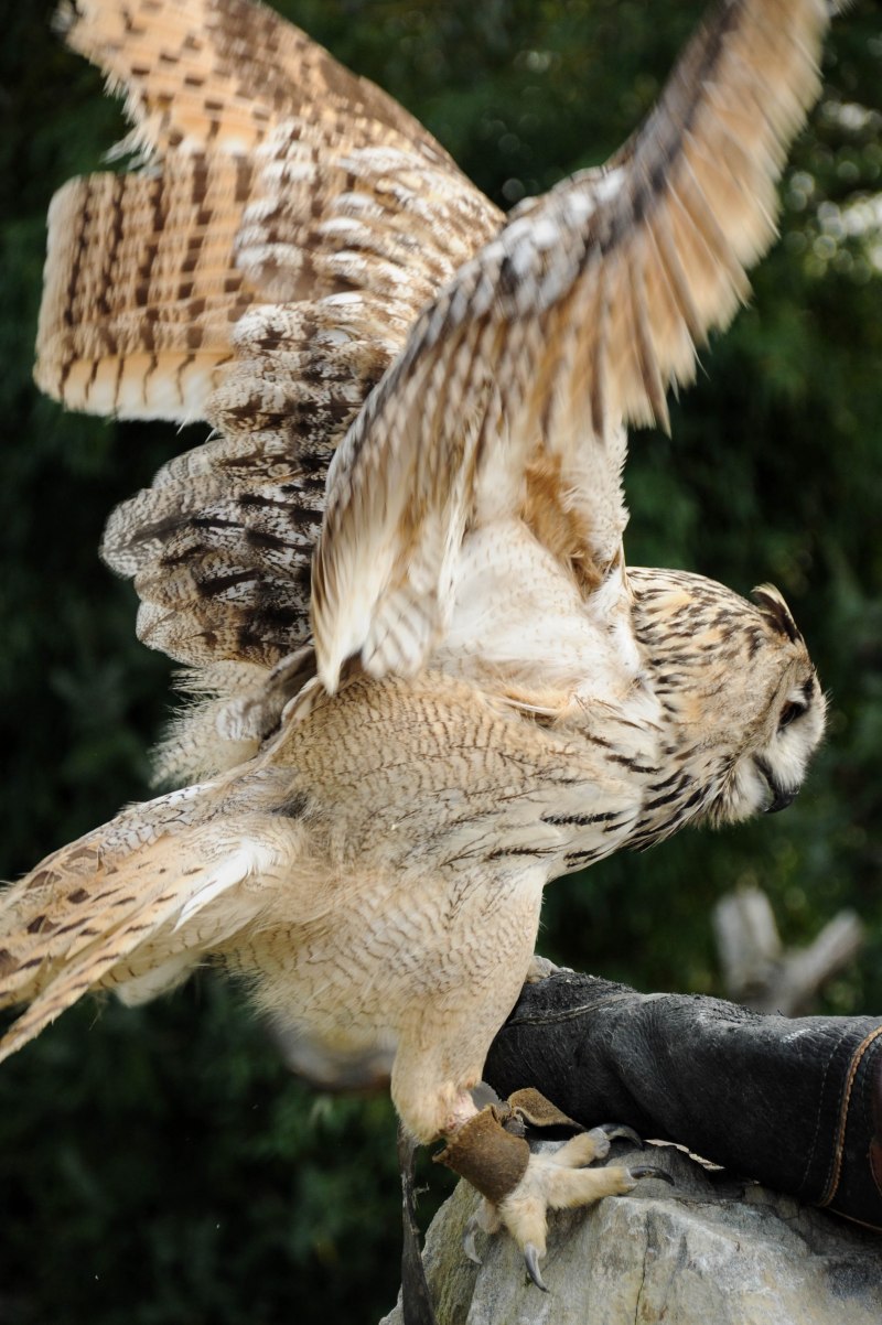 Сокол-Сапсан (Falco peregrinus)