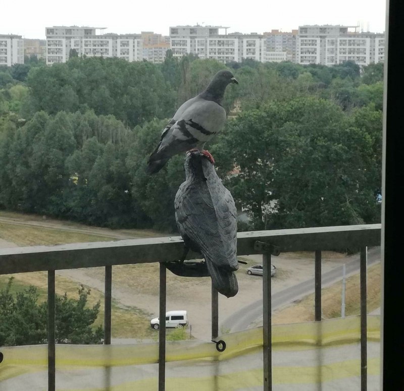 Доминируй властвуй унижай голубь
