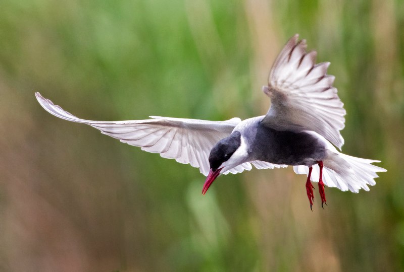 Белощекая крачка - Chlidonias hybrida