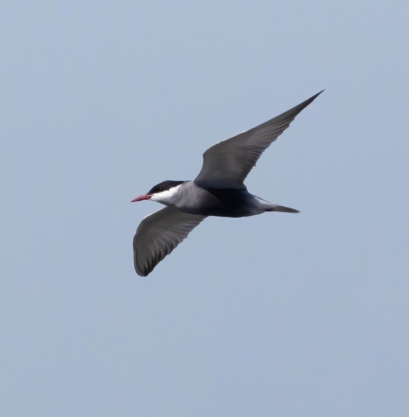 Chlidonias hybridus