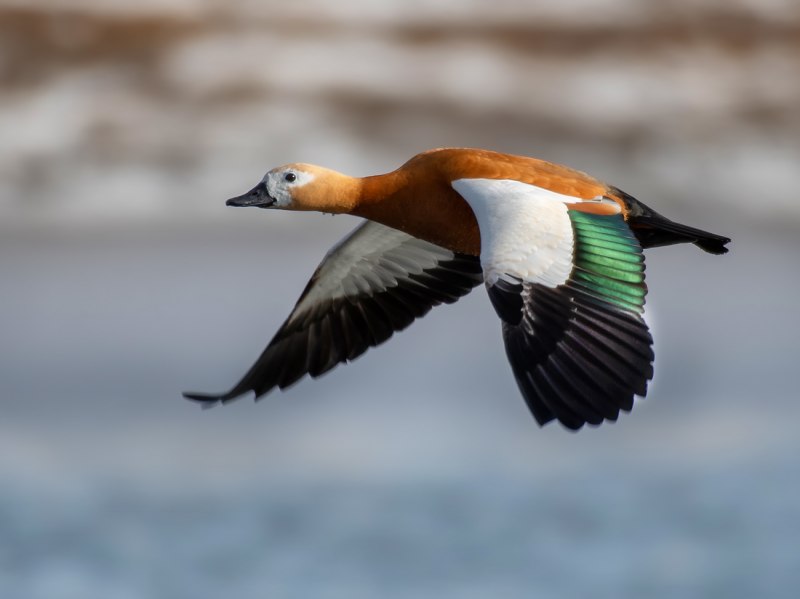 Огарь Tadorna ferruginea
