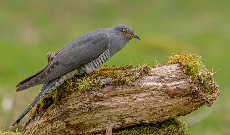Птица Cuculus canorus