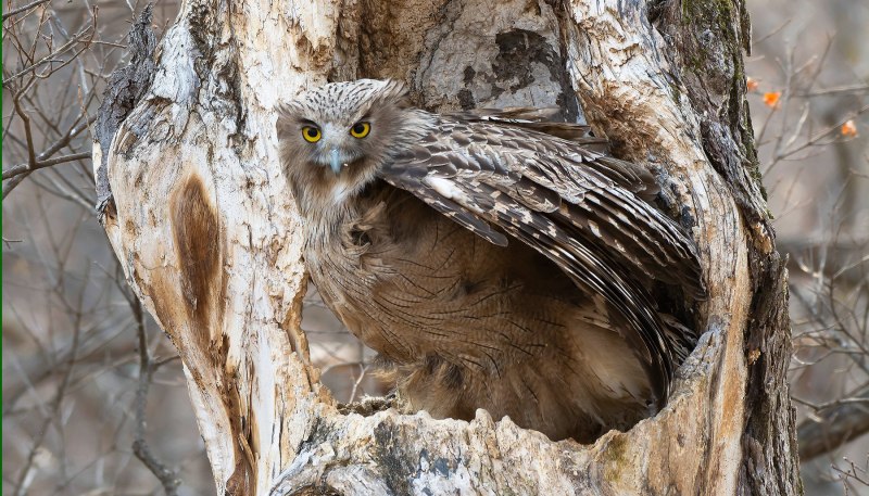 Bubo Bubo sibiricus