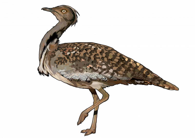 Chlamydotis macqueenii