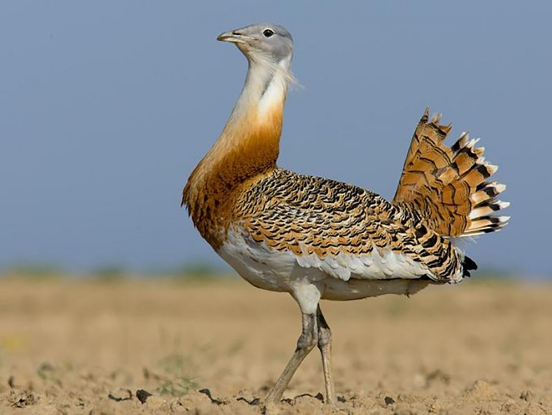 Дрофа Otis tarda Linnaeus