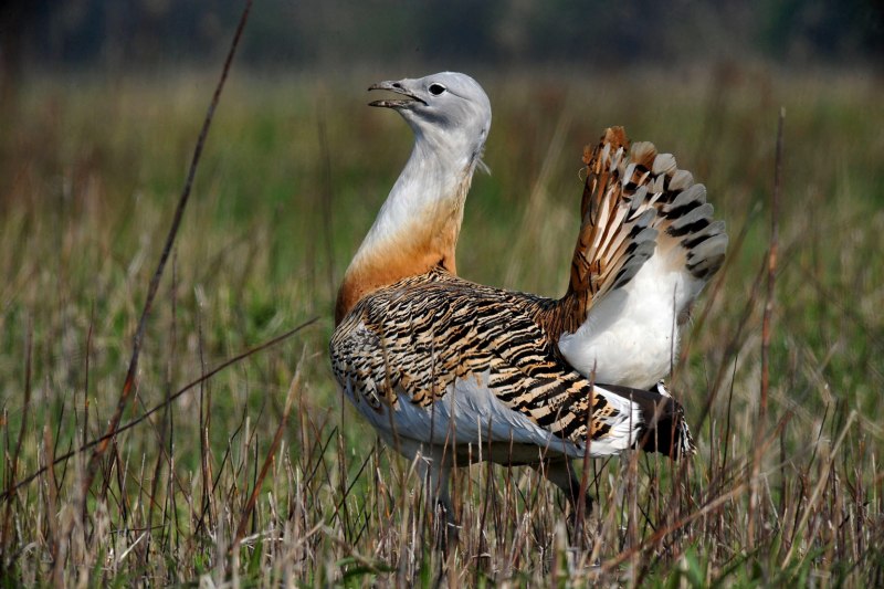Дрофа (Otis tarda dybowskii)