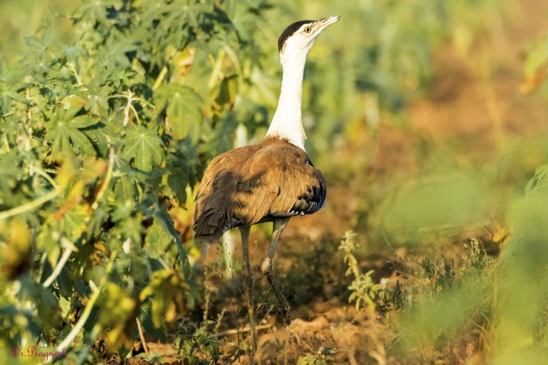 Giant Bustard