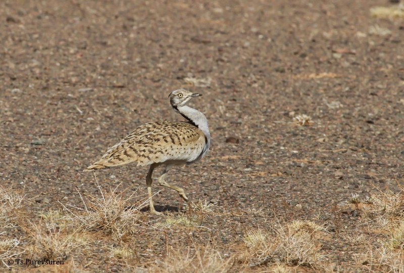 Джек (chlamydotis undulata