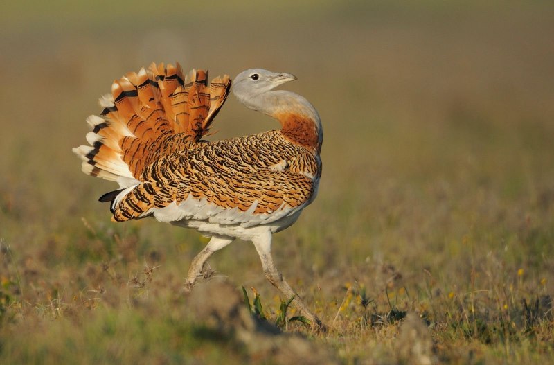 The great Bustard (Otis tarda)