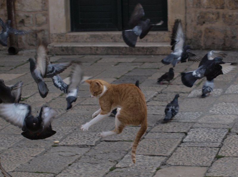 To put the Cat among the Pigeons