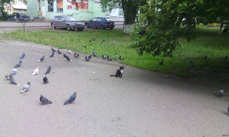 Голуби Кемерово