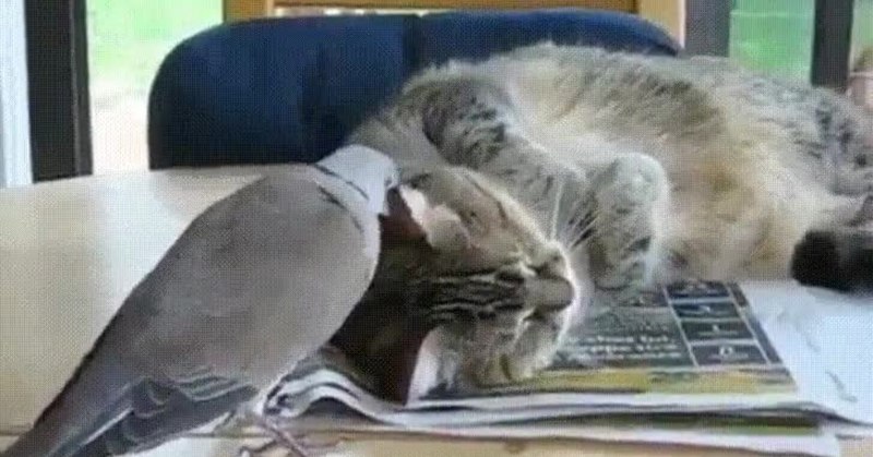 Кошка и голубь