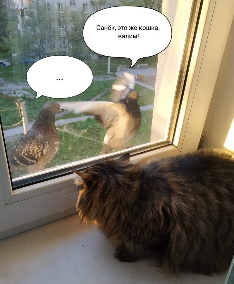 Кот и голубь юмор