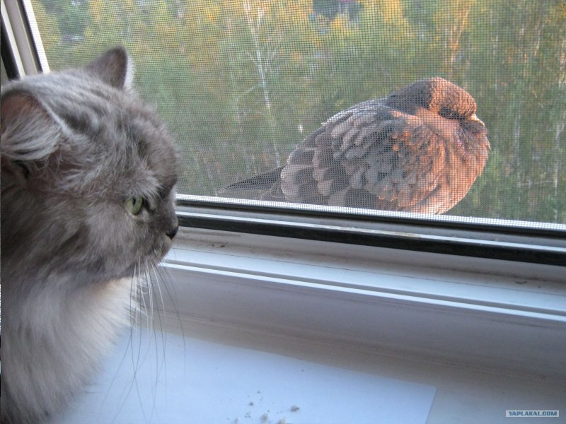 Кот с голубем в зубах