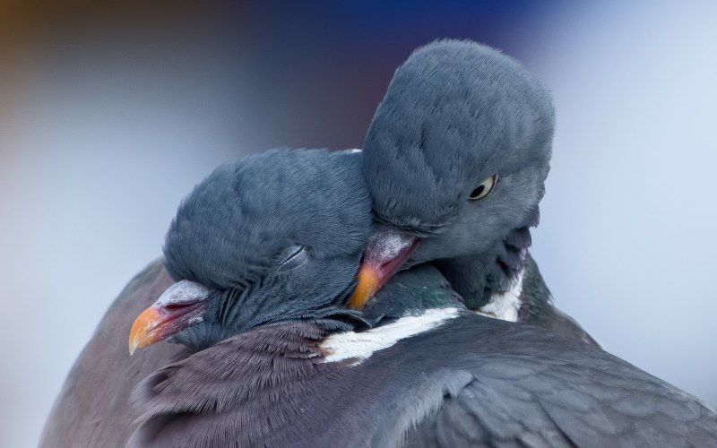 Кошка на улице