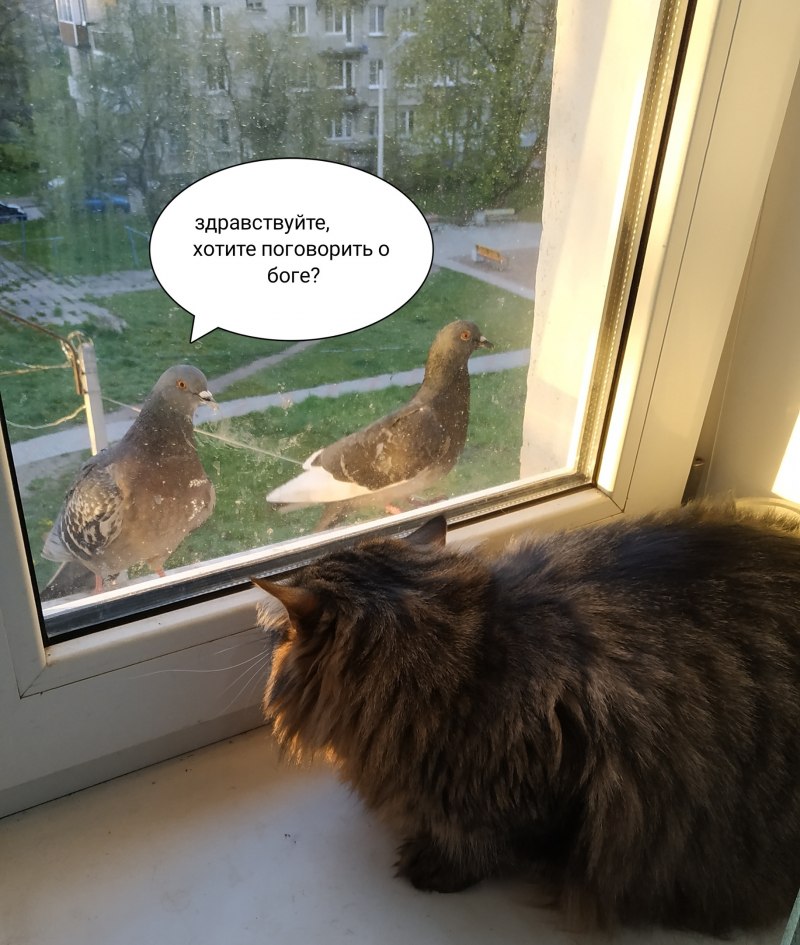 Кот и голубь