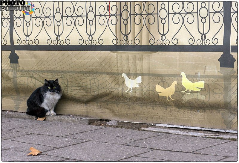 Коты и голуби