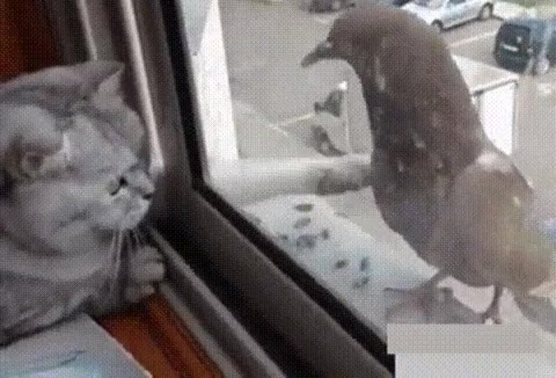 Кот и голубь ролик