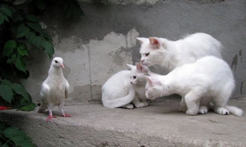Кот и голубь