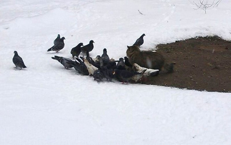 Кот и голубь