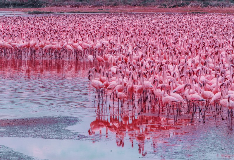 Фламинго обитание (46 фото)