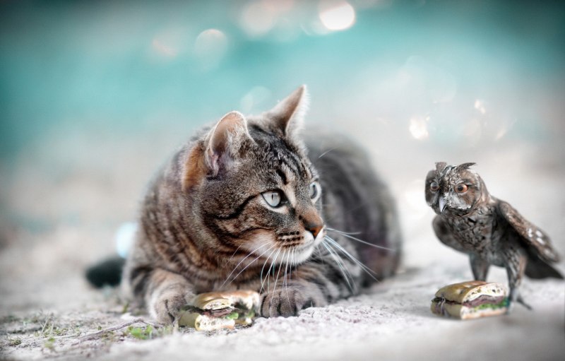 Кошка караулит птичку