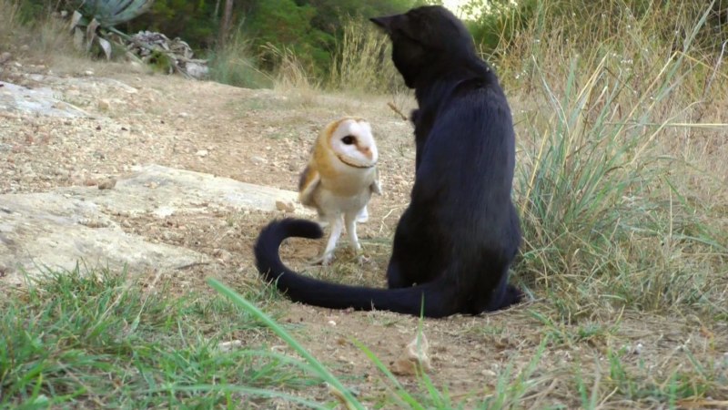 Сова дружит с котом