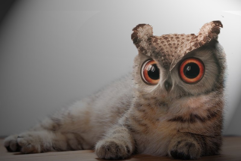Кошка Сова